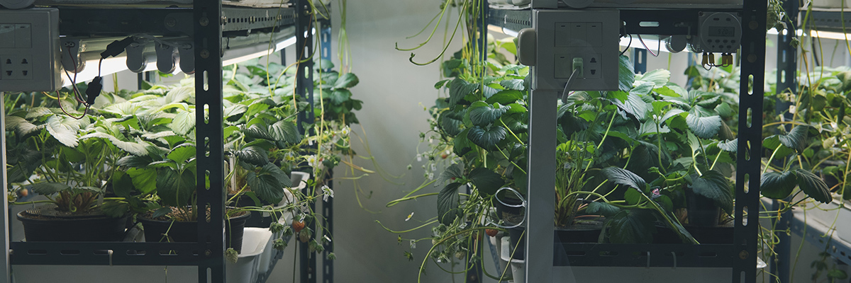 green living plants at home under grow lights