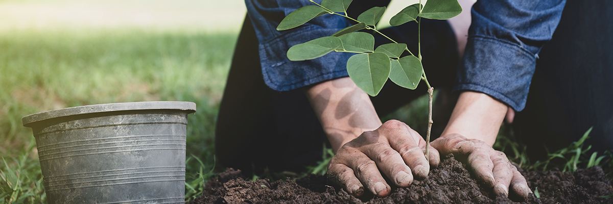 planting trees behinds shoreline