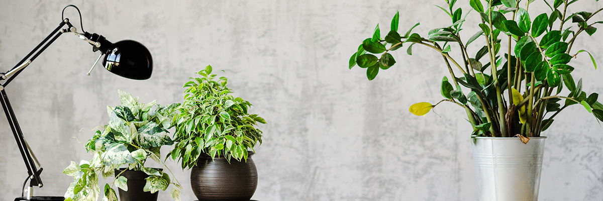 Potted plants on desk