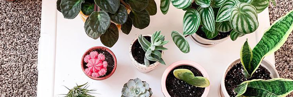 Indoor plotted plants