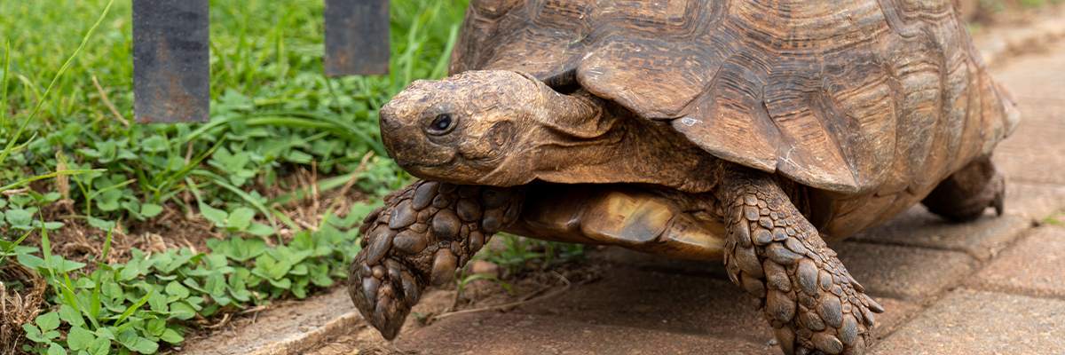 Tortoise walking on sidewalk