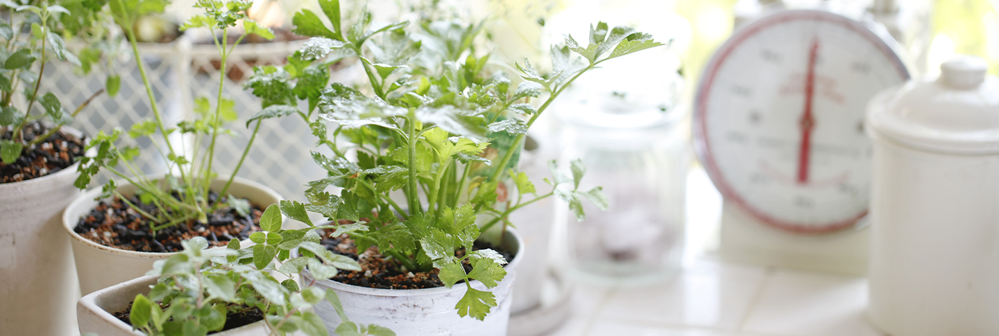 Potted plants on indoor counter