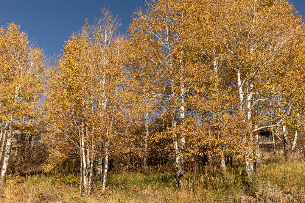 Shoreline Park City Utah Community